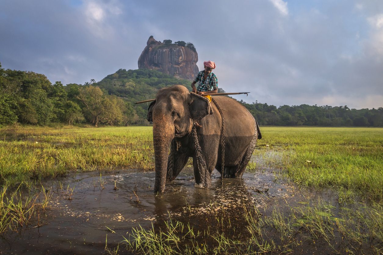 Mahout montando su elefante con Sigiriya de fondo.