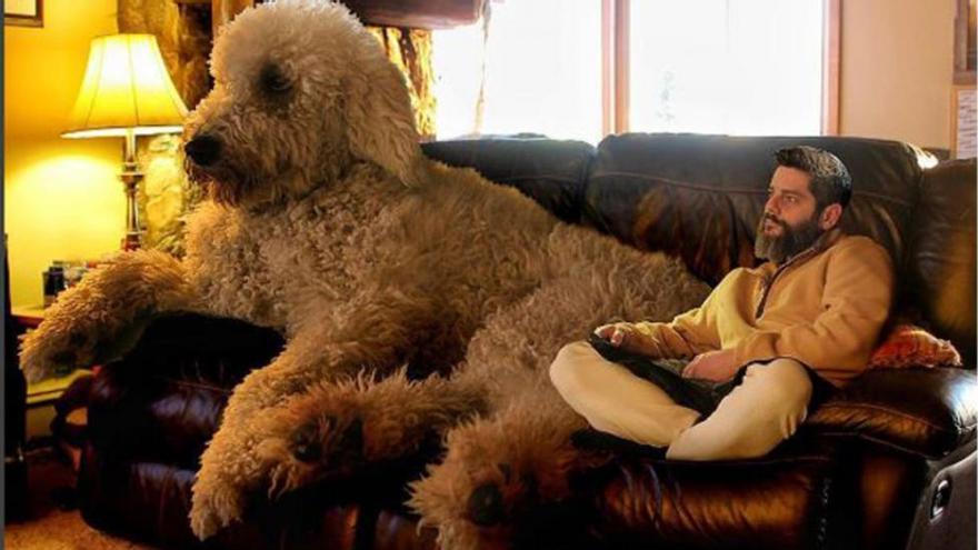 Juji, el perro gigante que triunfa en Instagram