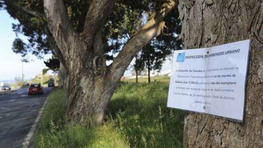 Cartel que informa de la tala en la Carretera de los Fuertes.