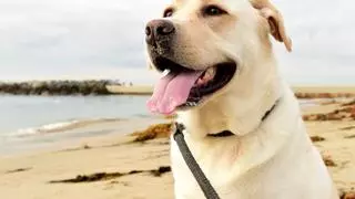 Un emotivo homenaje a su perro: el regalo en una playa de Inglaterra que conmovió a todos