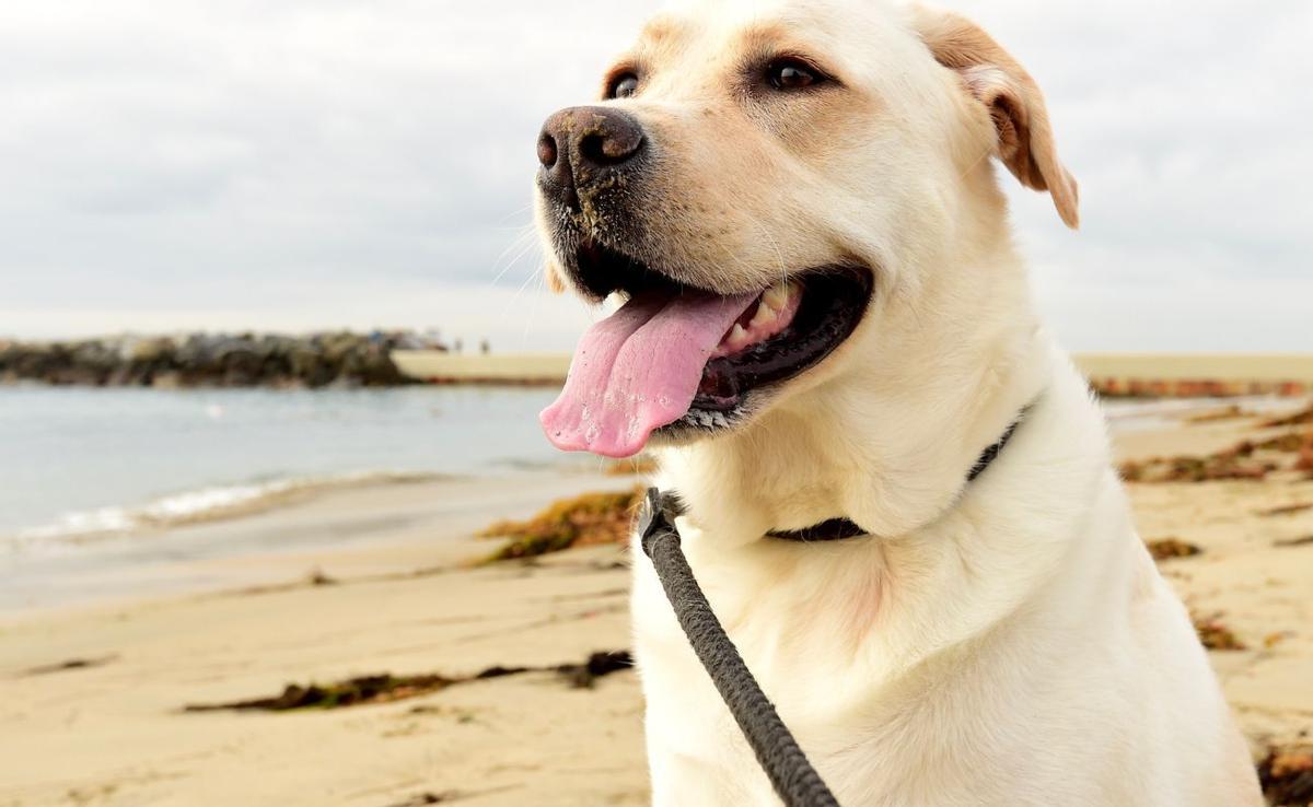Una playa llena de pelotas de tenis: el tributo a un perro que conmovió a las redes sociales