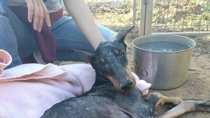 Estado en el que se encontraba la perra cuando fue llevada al refugio de animales