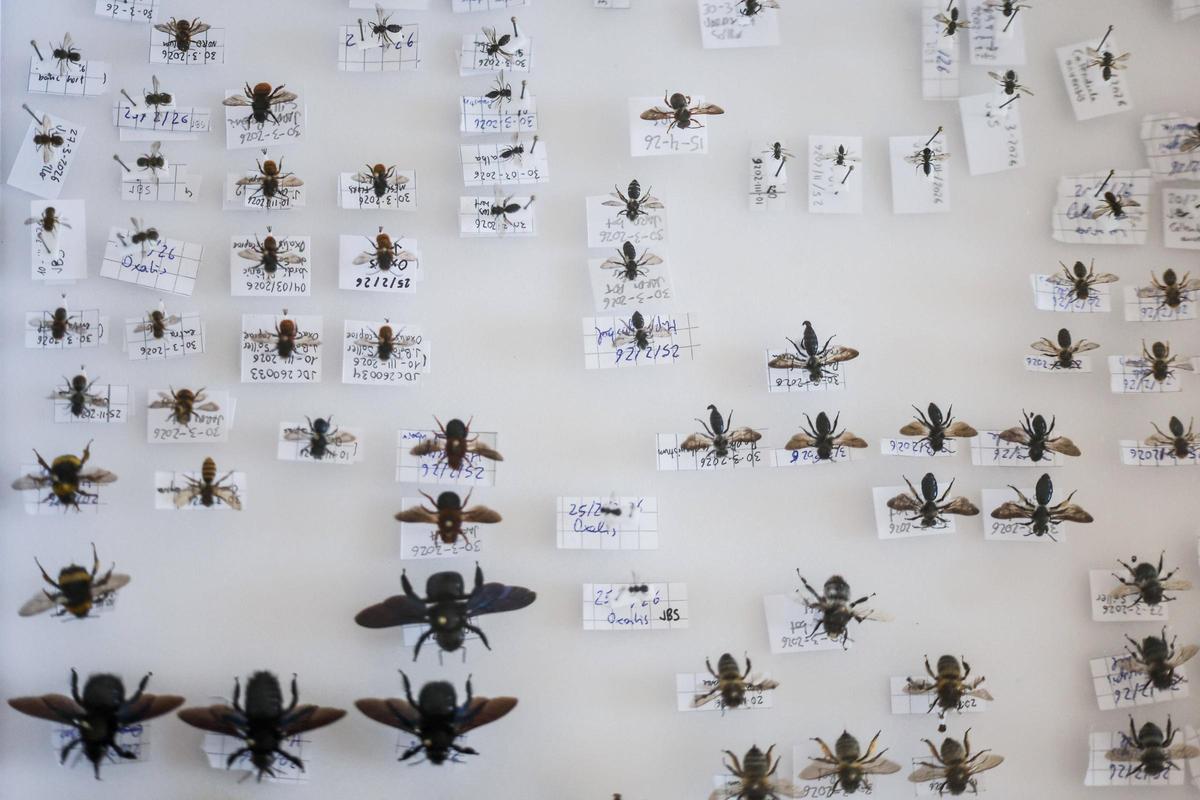 Un taller para identificar las abejas silvestres de Baleares