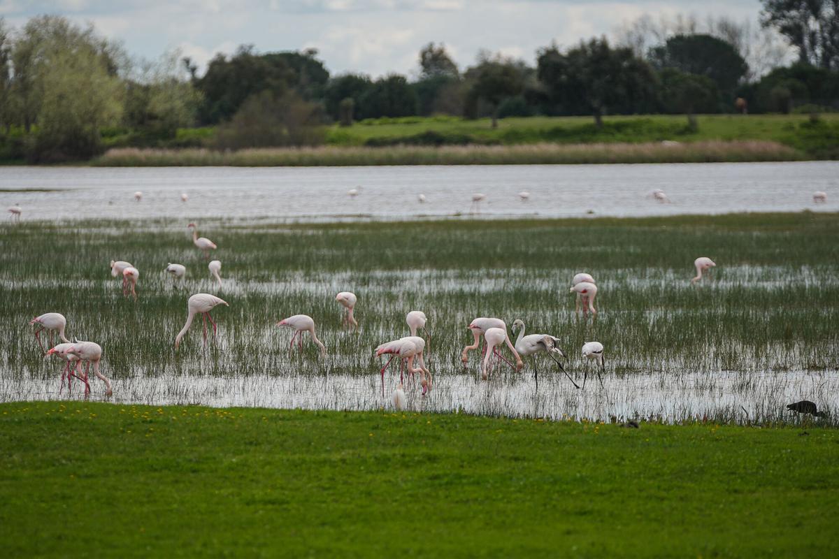 Imagen del paraje natural de las marismas de Doñana presentando una inusual inundación del 90% de su superficie. A 12 de marzo de 2026 en Almonte, Huelva (Andalucía, España). Las marismas de Doñana, tras las últimas abundantes lluvias presentan una recuperación destacada con el 90% del total de su superficie inundada, su mejor nivel de agua en 15 años, hecho que ha alentado a la vegetación y la reproducción de la fauna en general. Con respecto a la situación de las lagunas no responden de igual manera ya que dependen, para su inundación de los acuíferos, un sistema significativamente mermado por la sobreexplotación a la que ha sido sometido. 12 MARZO 2026 María José López / Europa Press 10/03/2026. María José López;category_code_new