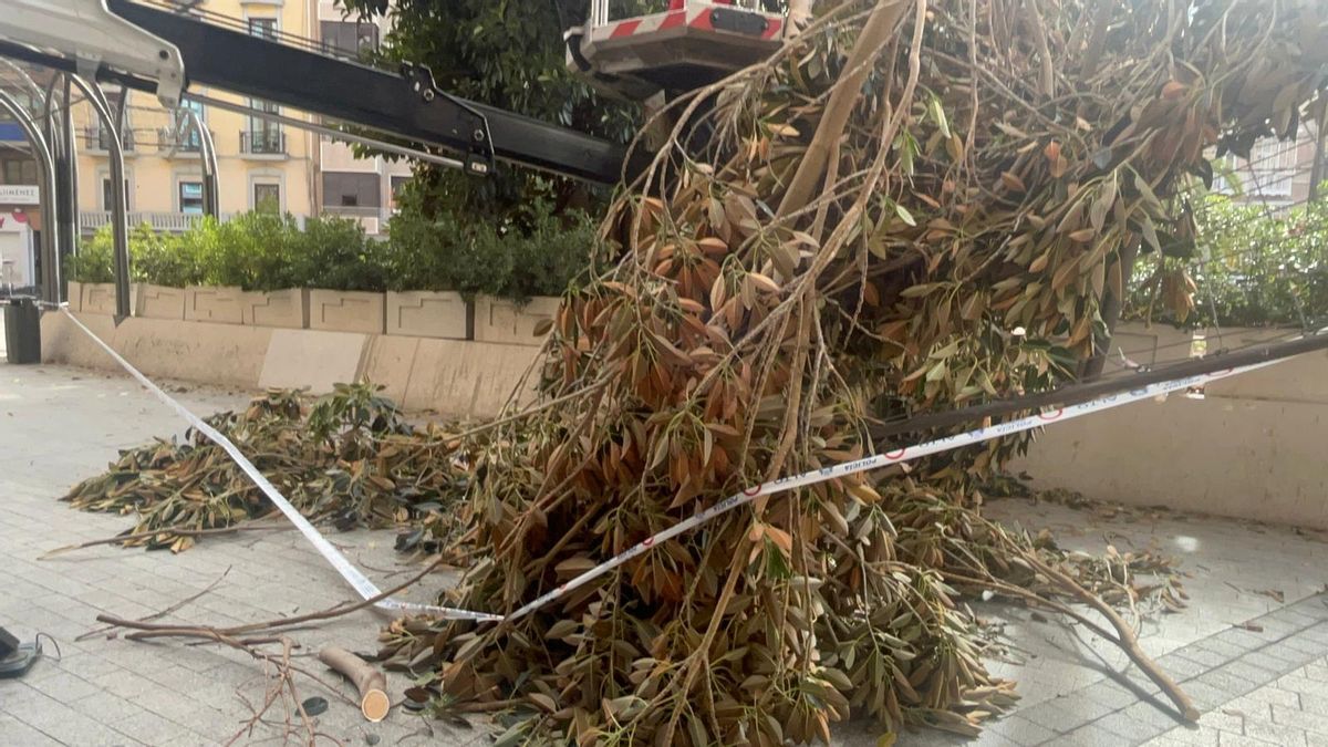 Ramas del ficus que se desprendían este jueves.