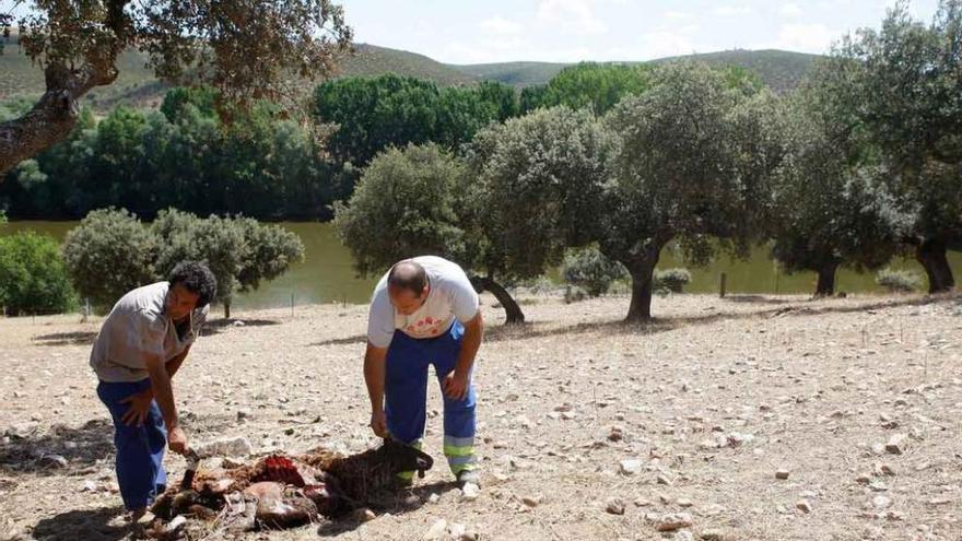 Una oveja muerta durante el ataque del 21 de julio a la explotación de San Román de los Infantes.