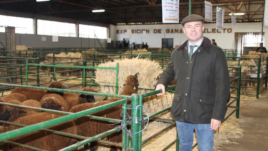 La oveja Merina triunfa en la subasta de la Agroganadera con un volumen de negocio 38.120 euros