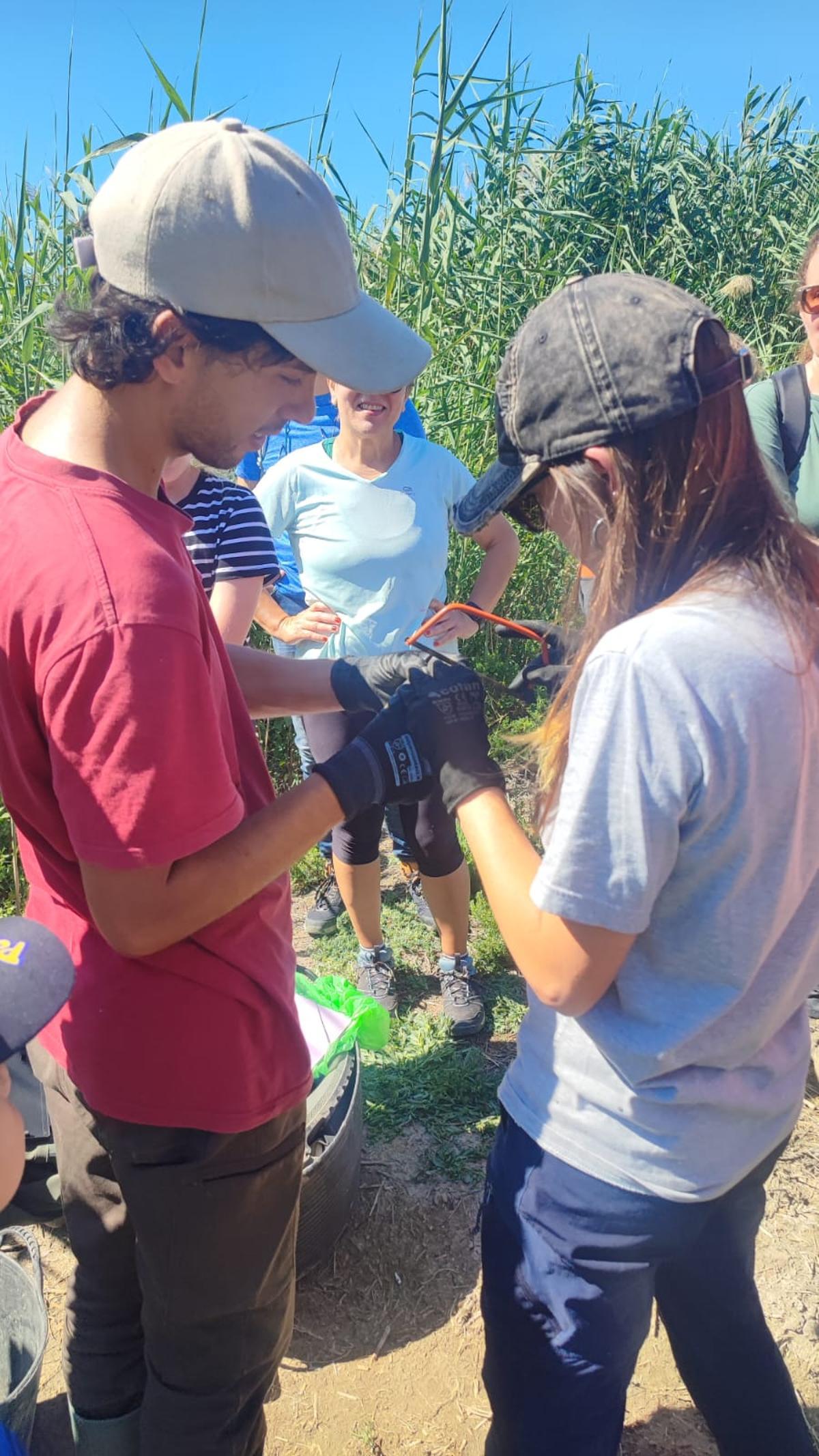 Dentro del Projecte Emys en el Parque Natural de El Hondo de Elche y Crevillent se tomaron mediciones de los ejemplares de tortuga