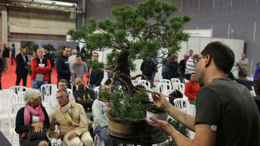 Las plantas de origen japonés están presentes en Ifelor.