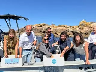 Amicos navega 'a timón fijo' en la restauración de los bosques de kelp