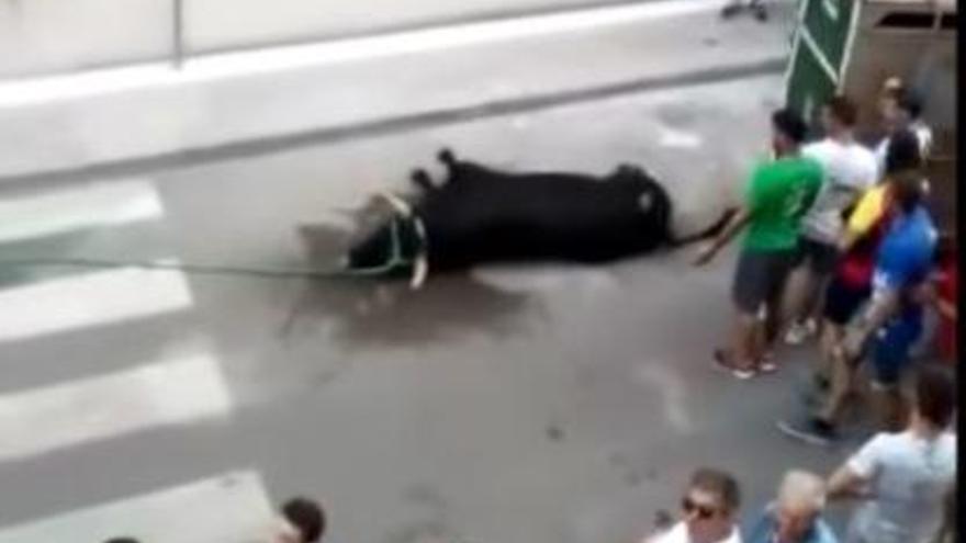 Muere un toro tras protagonizar el «bou al carrer» en Moncofa