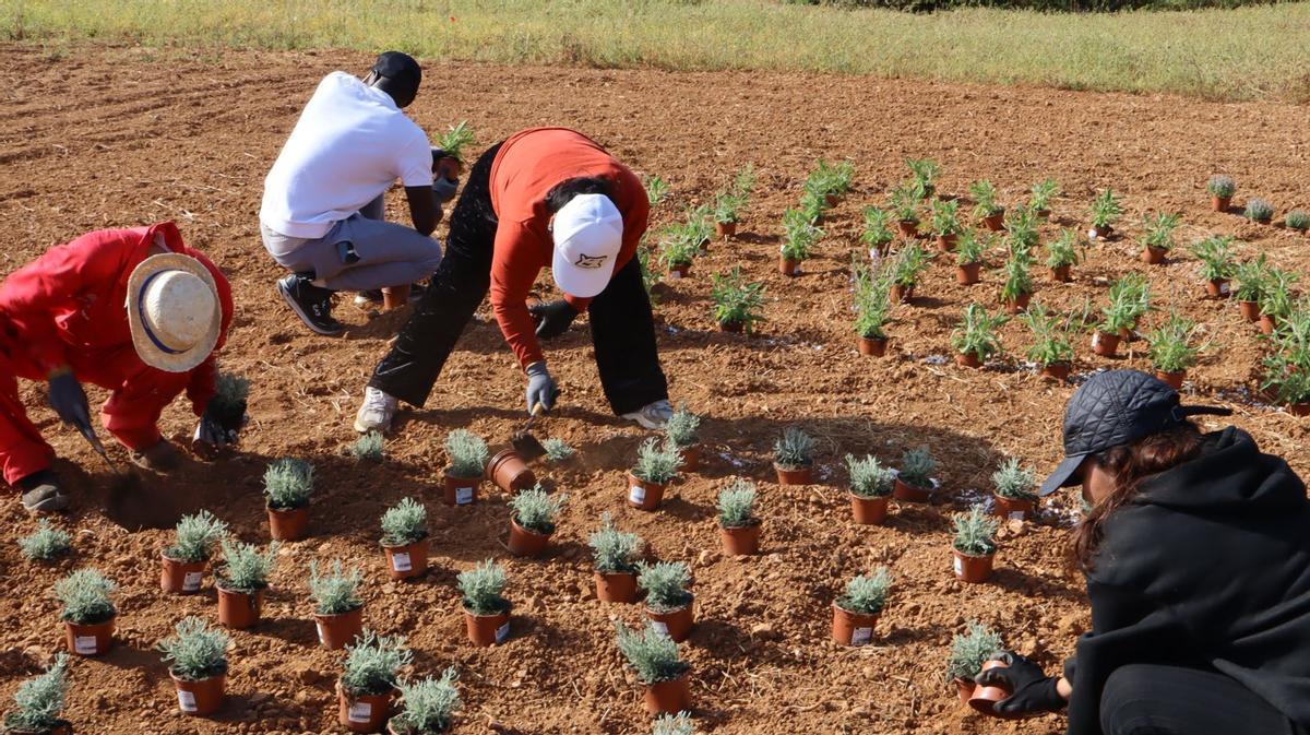 No te pierdas las mejores fotos de la plantación de un jardín para polinizadores