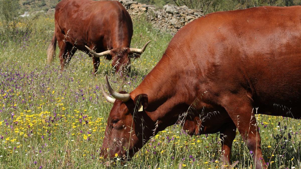 La vaca extremeña estrena sello de calidad