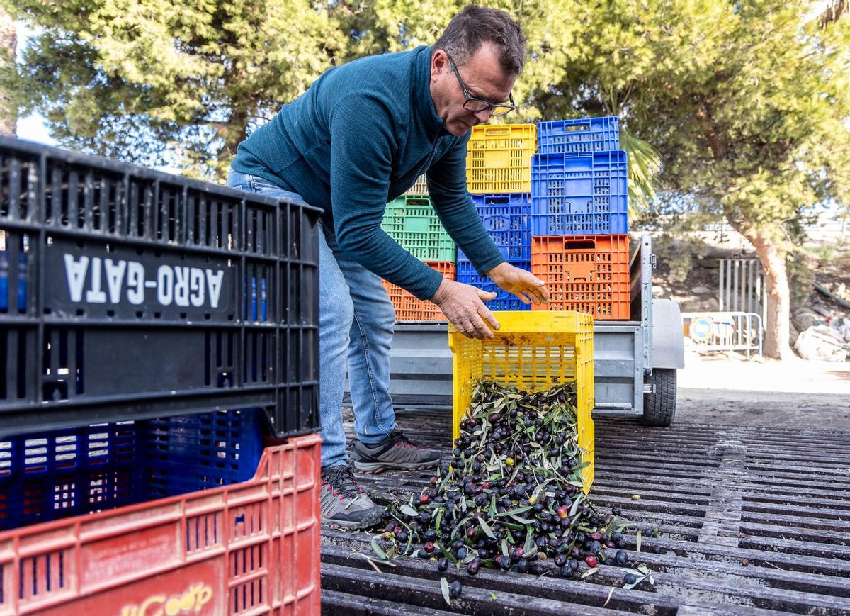 La campaña de la oliva en la almazara va desde octubre a finales de diciembre