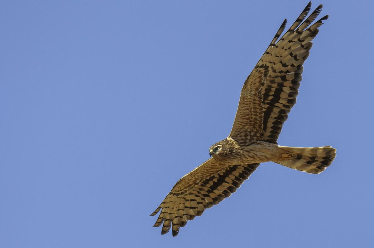 El aguilucho cenizo está en situación muy preocupante