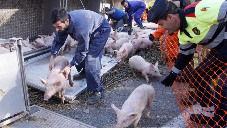 Foto d¡arxiu d&#039;un camió que transportava porcs que va bolcar