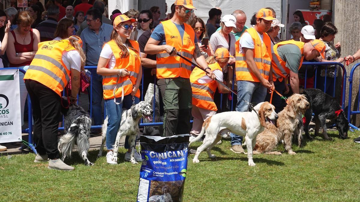 Desfile de la muestra de perros de caza en Fecap Abanca 2025.