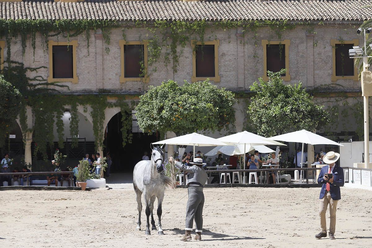 Concurso morfológico en Cabalcor