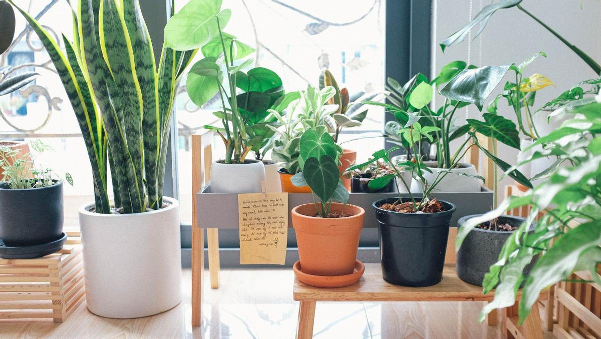 Las plantas de interior son un humidificador natural