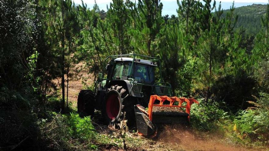 Trabajos de desbroce realizados por los comuneros en el monte Lobeira, en la zona limítrofe entre Vilagarcía y Vilanova.