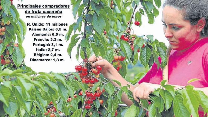 Cáceres ya exporta fruta por valor de40 millones a más de veinte países