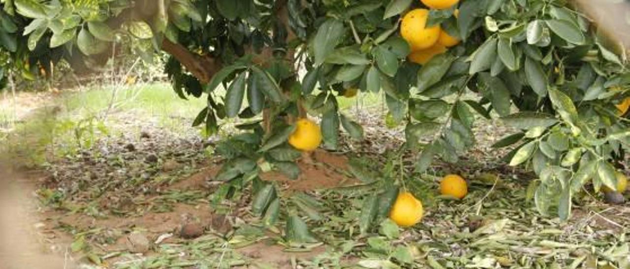 El calor del otoño atrae plagas impropias de los cítricos en la comarca