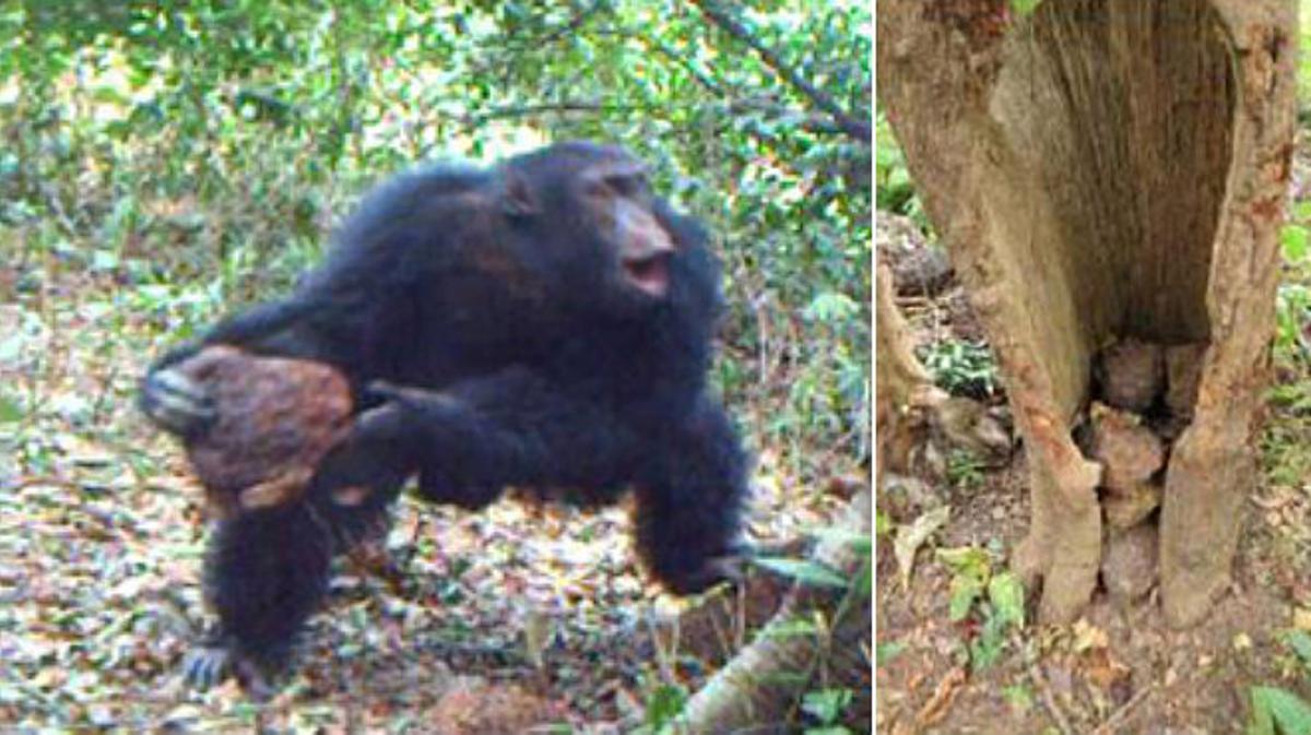 Una investigación antropológica muestra que los chimpancés de África occidental siguen rituales culturales sin el propósito de alimentarse o de copular.
