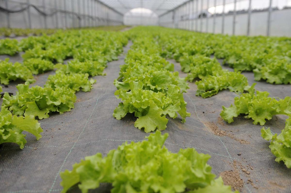 Un cultivo sano de lechugas en invernadero, en O Salnés.
