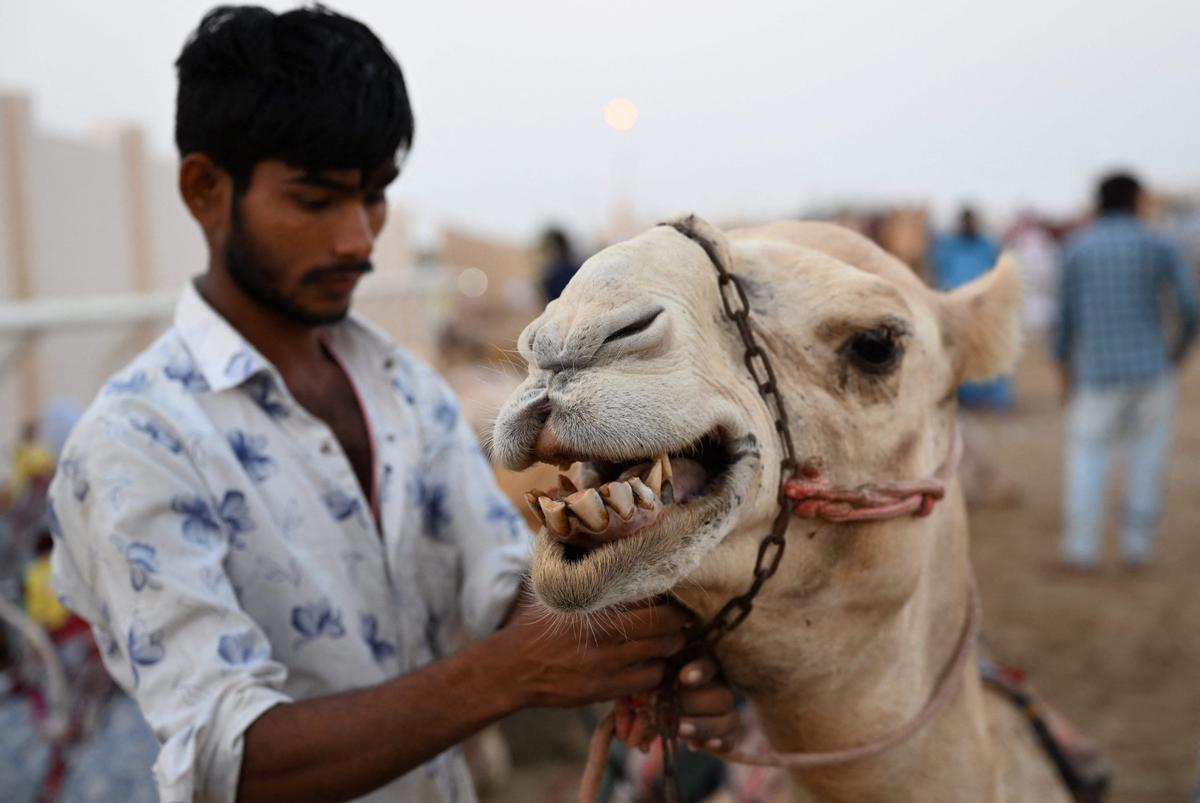 Carrera de camellos con jinetes-robot en Al Sheehaniya (Doha).