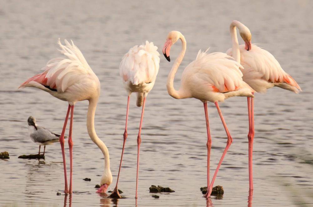 Espectáculo natural en el Marjal dels Moros