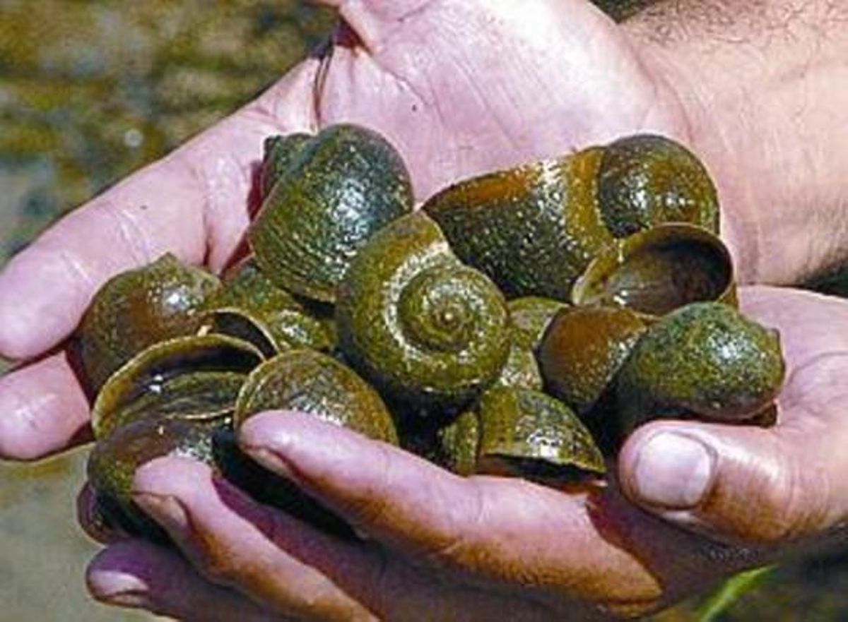 CARGOL POMA 3 Causa greus danys al delta de l’Ebre perquè s’alimenta dels brots d’arròs. CARGOL POMA 3 Causa greus danys al delta de l’Ebre perquè s’alimenta dels brots d’arròs.