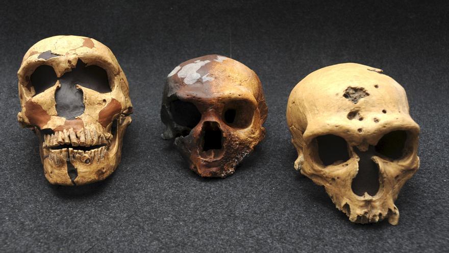 Los neandertales y los Homo sapiens convivieron en el norte de Europa hace 45.000 años