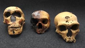 Los neandertales y los Homo sapiens convivieron en el norte de Europa hace 45.000 años.