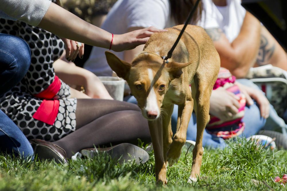 III Feria del Bienestar Animal en Valencia