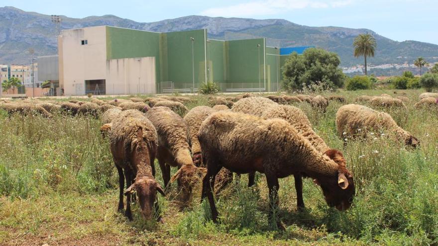 La Guirra, la oveja autóctona valenciana, pace en Dénia