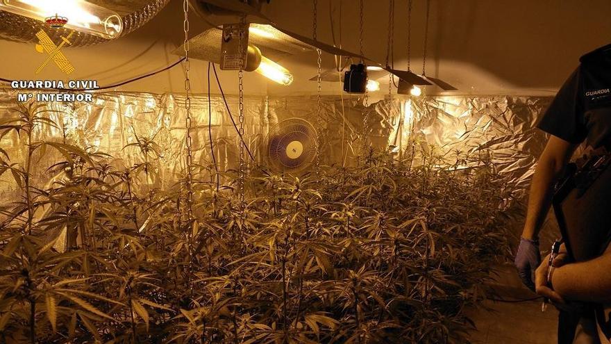 Tres detenidos y 246 plantas intervenidas en Trassierra en otro golpe al cultivo de marihuana