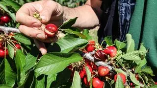 La primera en la frente: las lluvias arruinan el inicio de la campaña de cerezas en Alicante