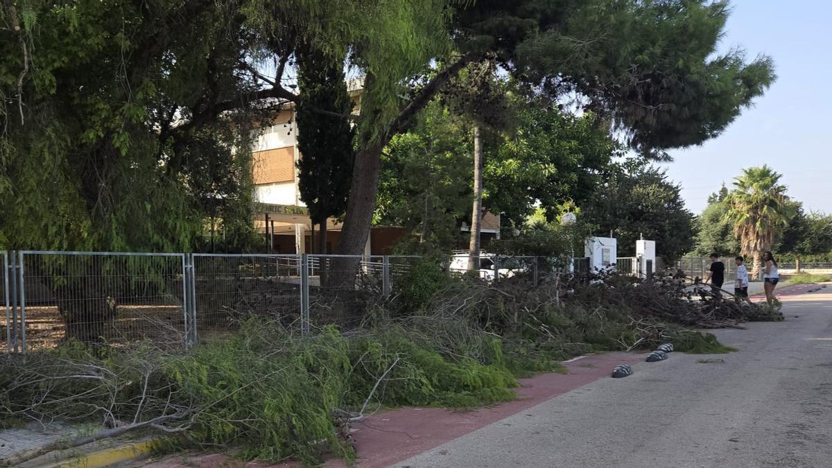 Una poda exprés en Benifaió y aceras sucias en Alzira crean malestar a 24 horas del inicio de curso