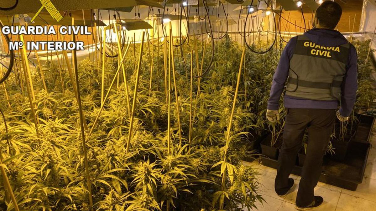 La Guardia Civil desmantela una plantación de marihuana en una imagen de archivo