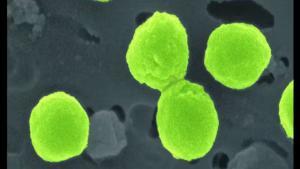 Proclorococo es una de las especies de bacterias marinas con proteínas que los investigadores revelaron gracias a la IA.
