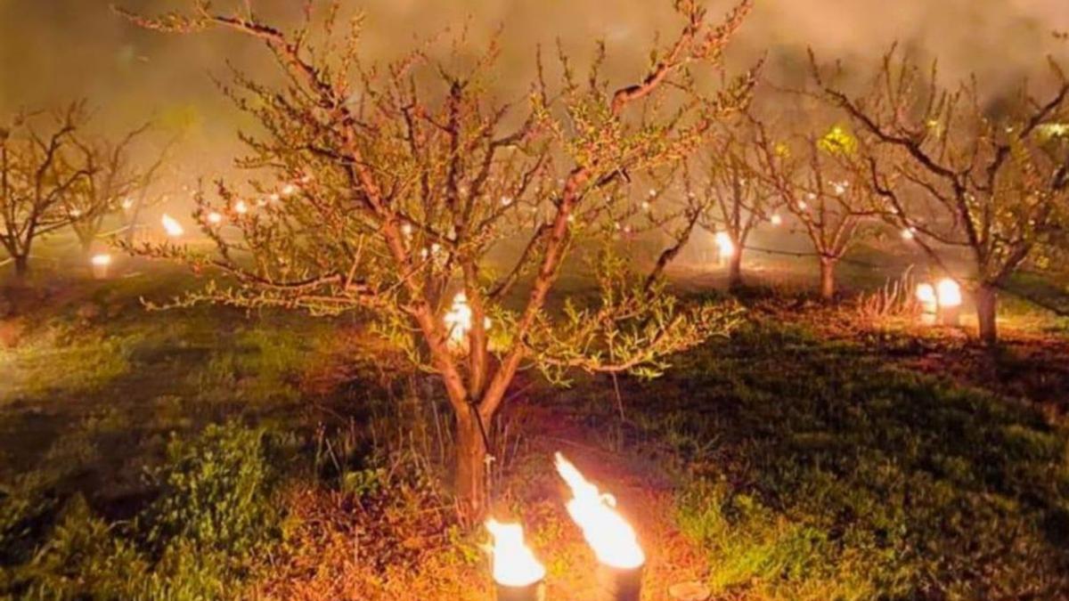 Las candelas no pudieron salvar los cultivos frutícolas. | UAGA