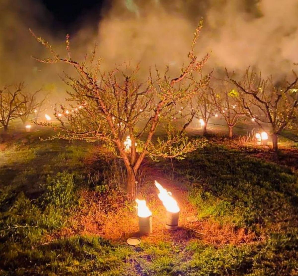 Las candelas no pudieron salvar los cultivos frutícolas. | UAGA