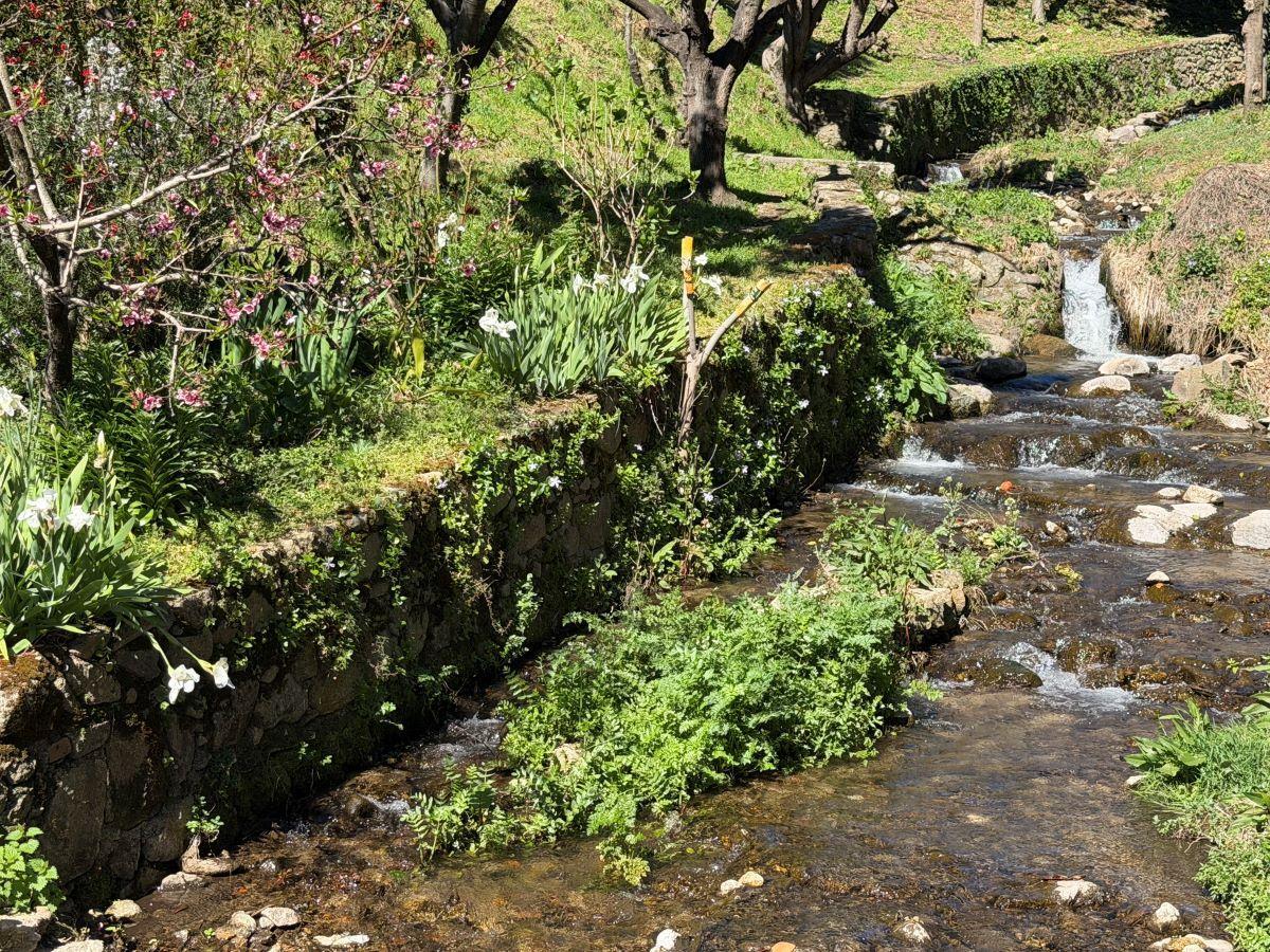 La Fiesta del Cerezo en Flor abre sus puertas en Tornavacas con un homenaje al trabajo y la resistencia del Valle del Jerte