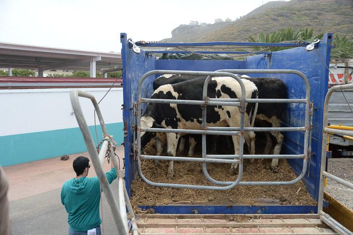 El Cabildo recibe 33 vacas