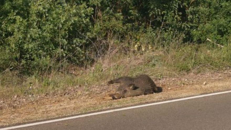 Un jabalí se pudre hace días en la carretera de Morales del Rey