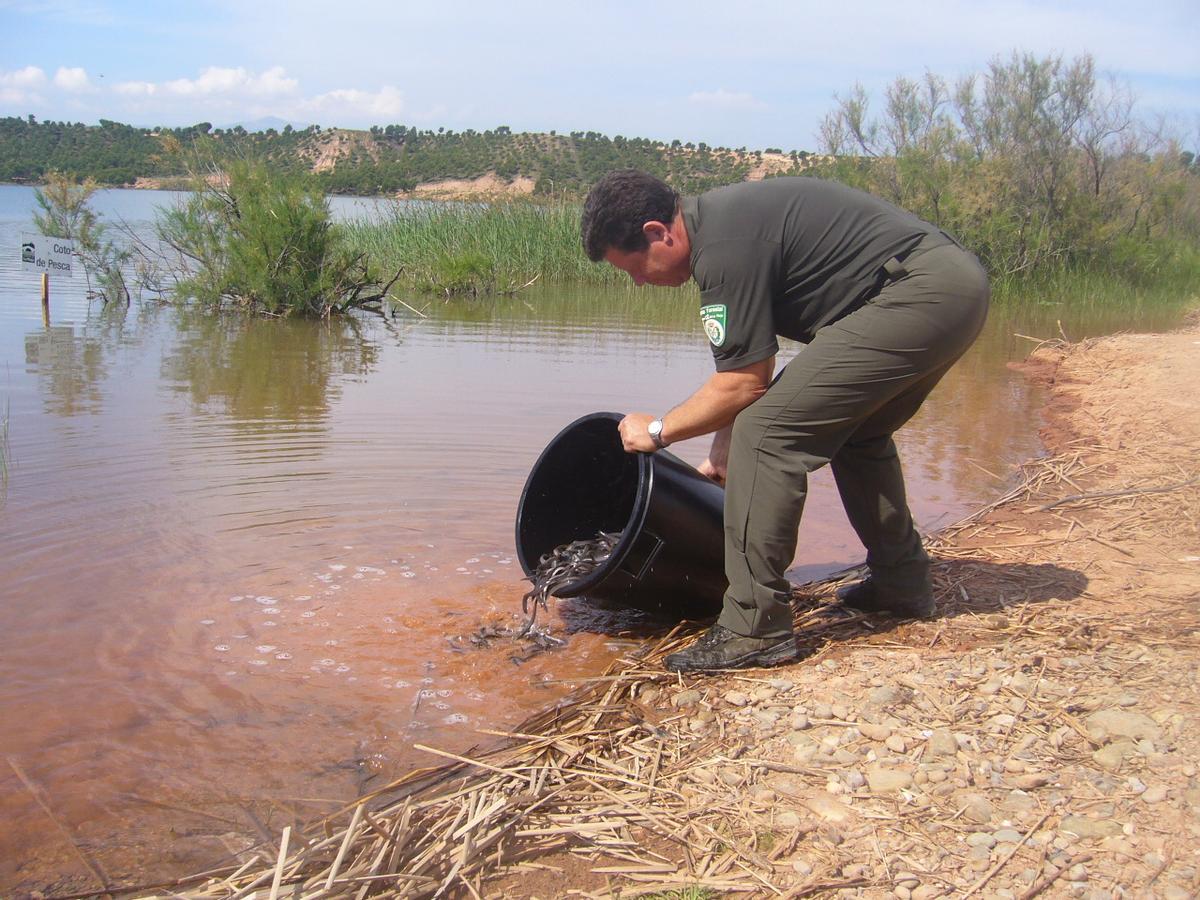 La empresa de acuicultura ubicada en Puçol esá contribuye a tareas de repoblación.