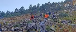 Comuneros de Meira empiezan a plantar robles y castaños en el monte quemado en agosto