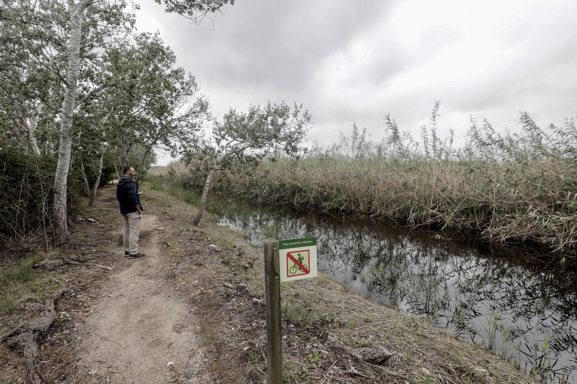 S'Albufera, un año después del incendio