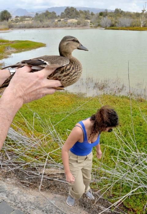 GARZA ÁNADE TORTUGA SUELTA CHARCA MASPALOMAS