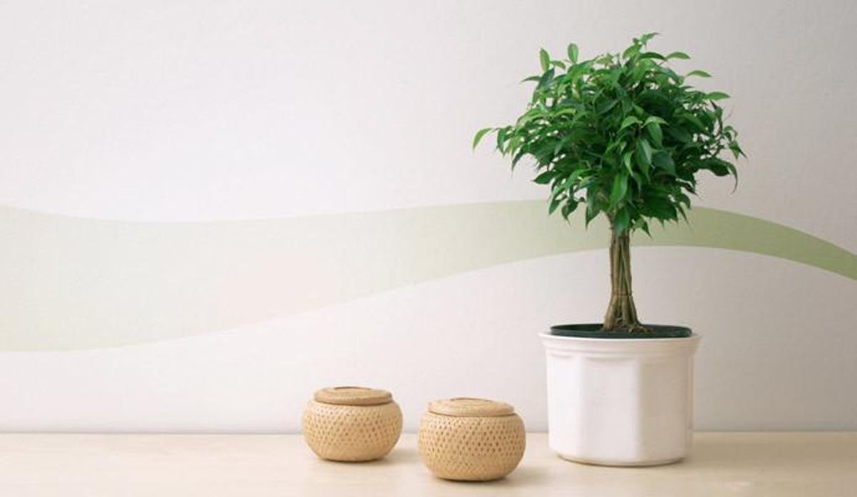 Plantas de interior que te ayudarán a mantener la casa fresca